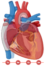 Fontanology